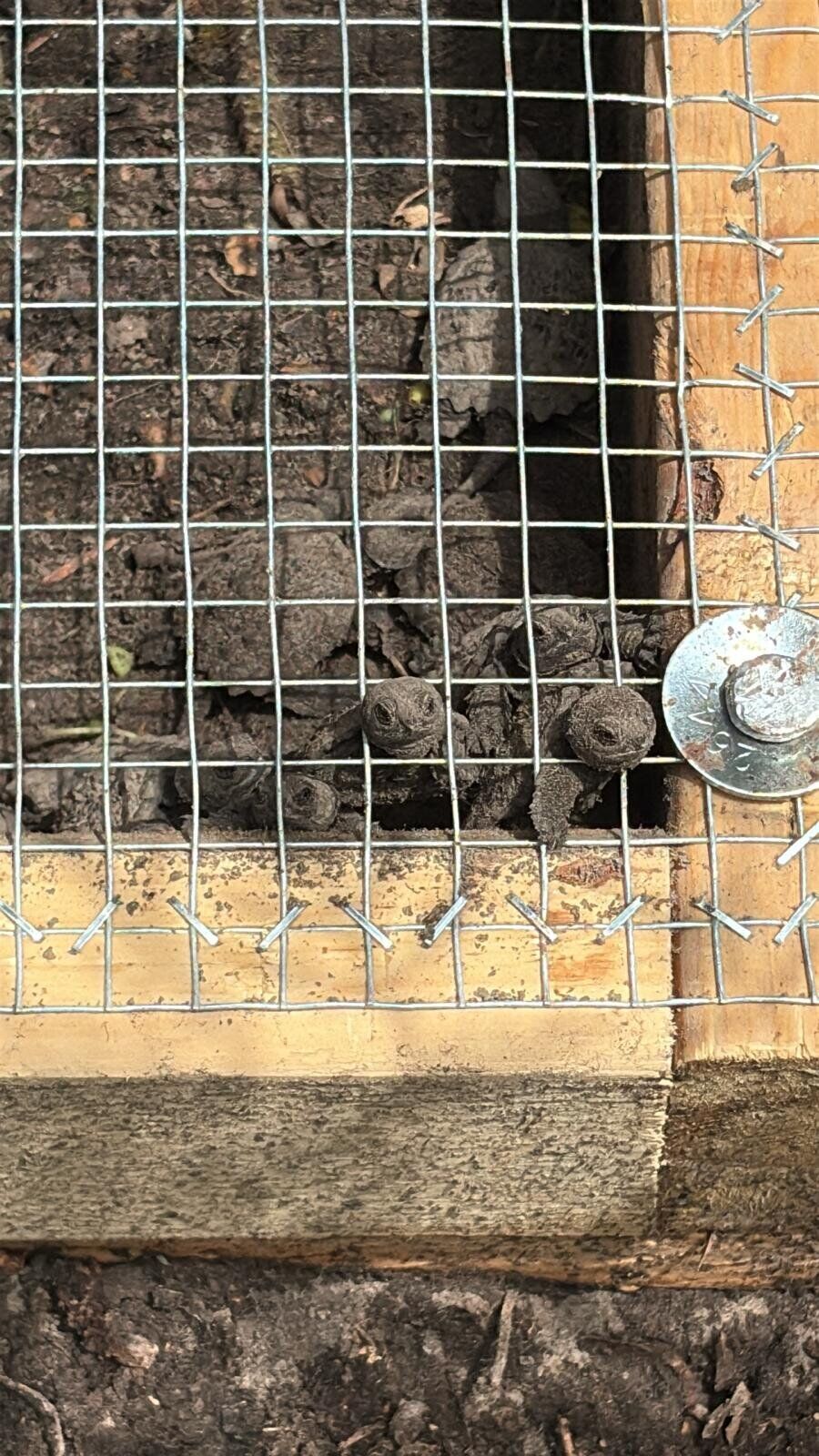 turtles nest.jpg